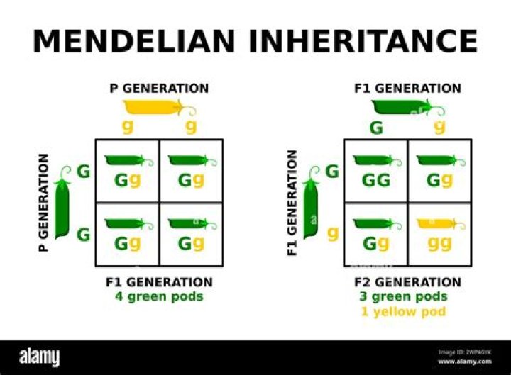 What are the factors that Mendel discovered?