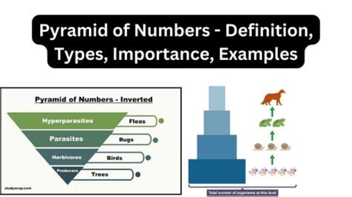 What are the numbers in base 4?