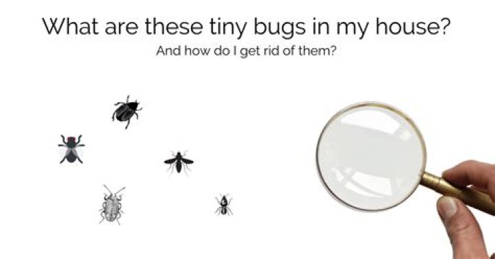 What are these bugs on my window sills?