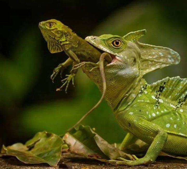 What are two things basilisks known for?