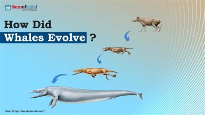 What creature did we evolve from?