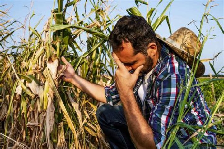 What did many farmers see as a solution to their economic problems?