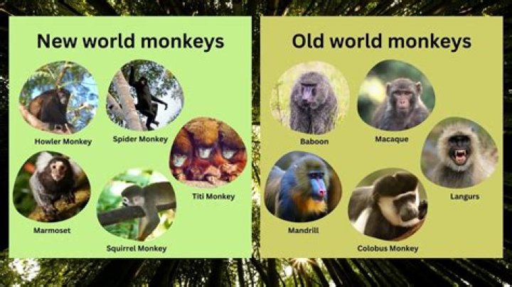 What did monkeys do in WW1?