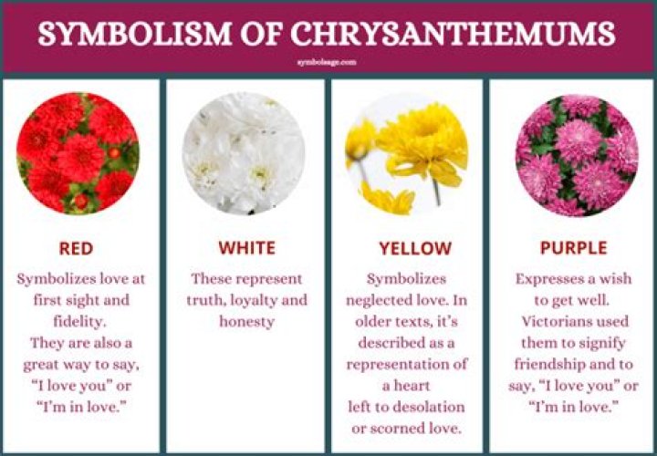 What do chrysanthemums symbolize?