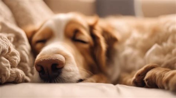 What do dogs dream about when they bark?