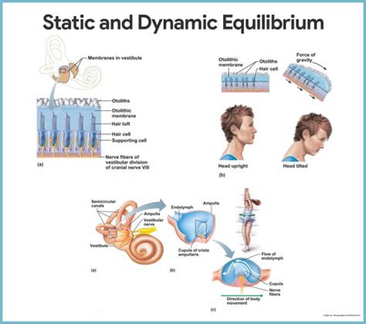 What do dynamic and static equilibrium have in common?