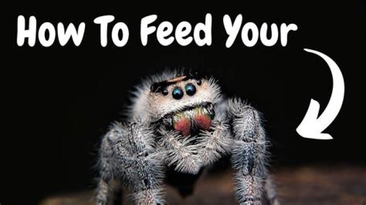 What do you feed a pet spider?