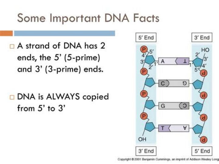 What does 3 prime and 5 Prime mean?