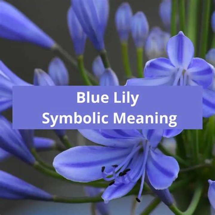 What does a blue lily mean?