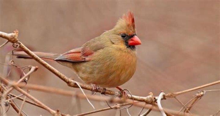 What does an orange cardinal mean?