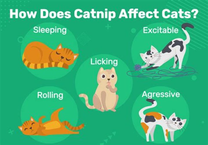 What does catnip do to cats brain?