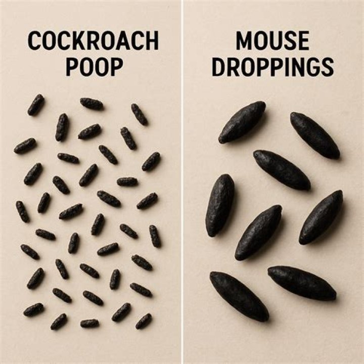 What does Chick poop look like?