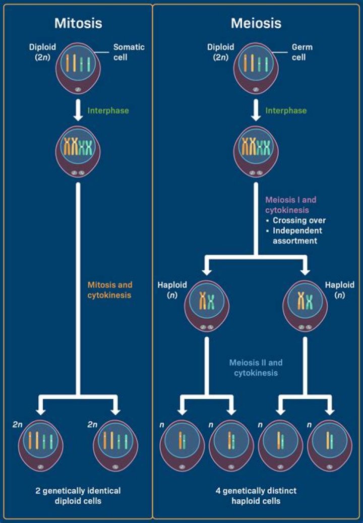 What does mitosis promoting factor do?