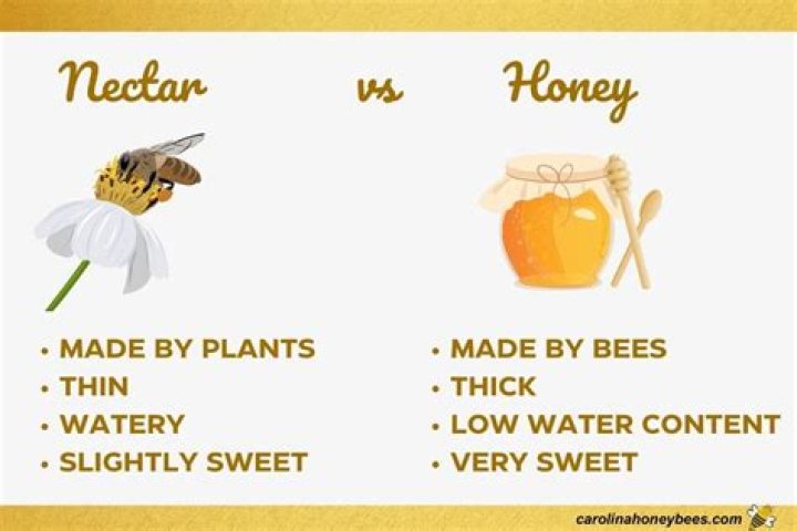 What does nectar taste like to Nico?