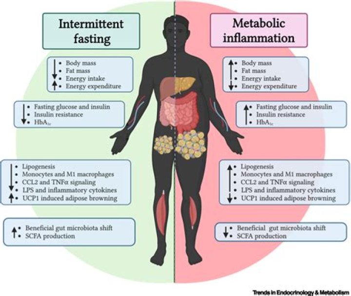 What factor does not affect metabolism?