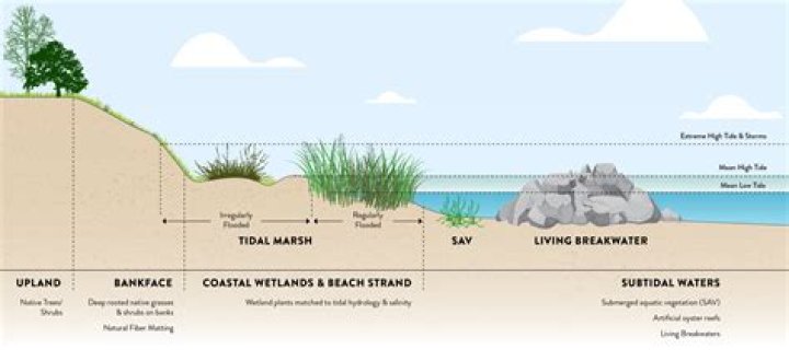 What factors affect shorelines?