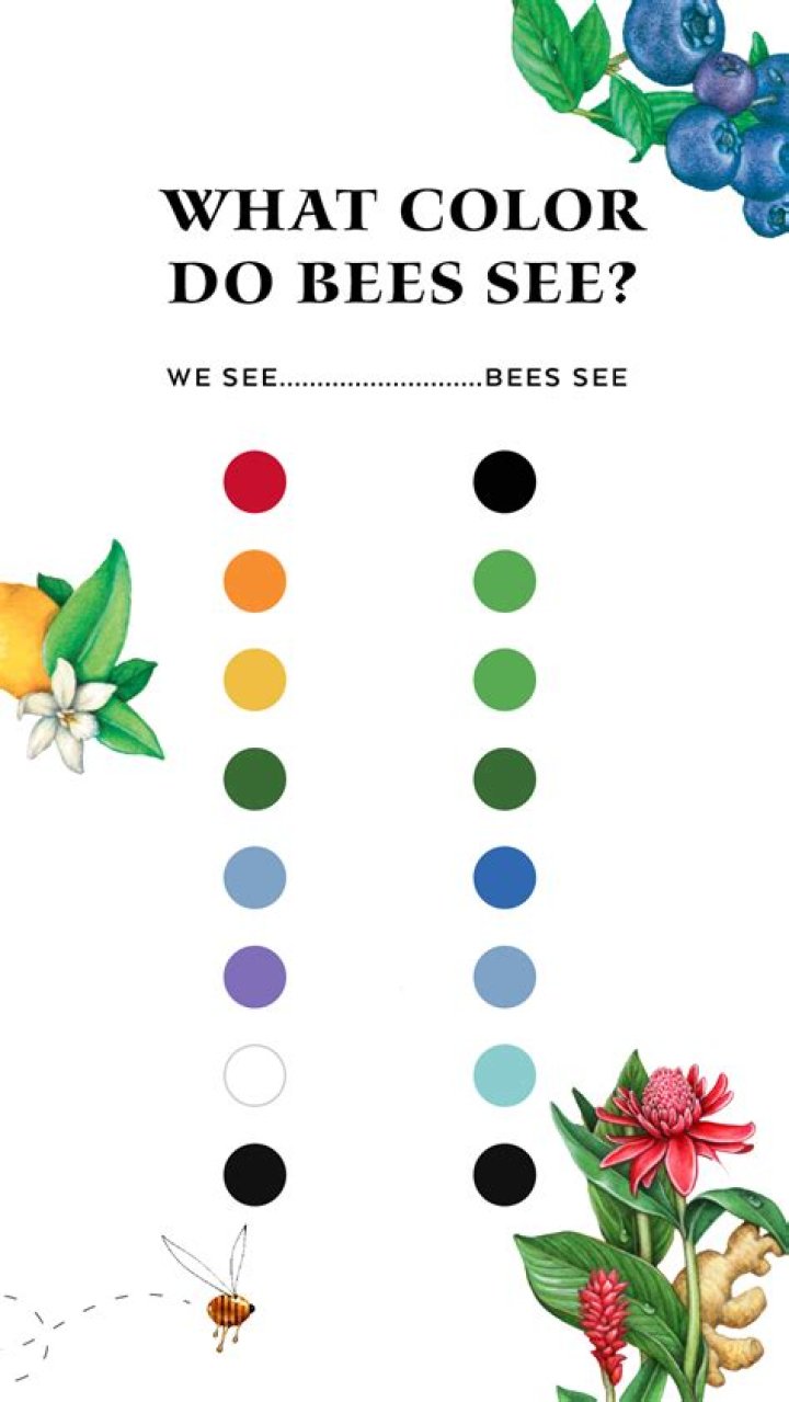 What invisible color can bees see?