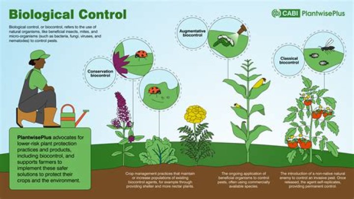 What is a biological environment?