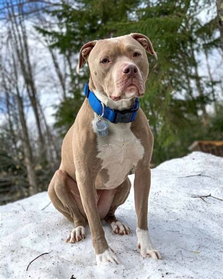 What is a champagne Pitbull?