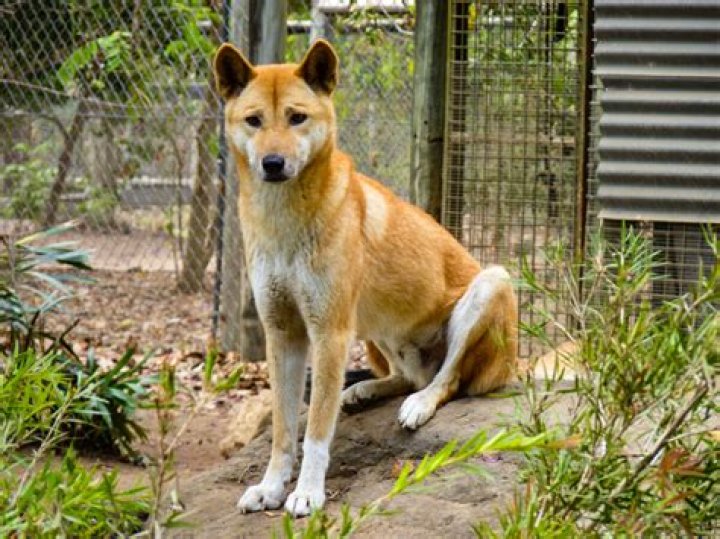 What is a dingo classified as?