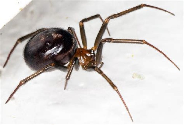 What is a female widow called?