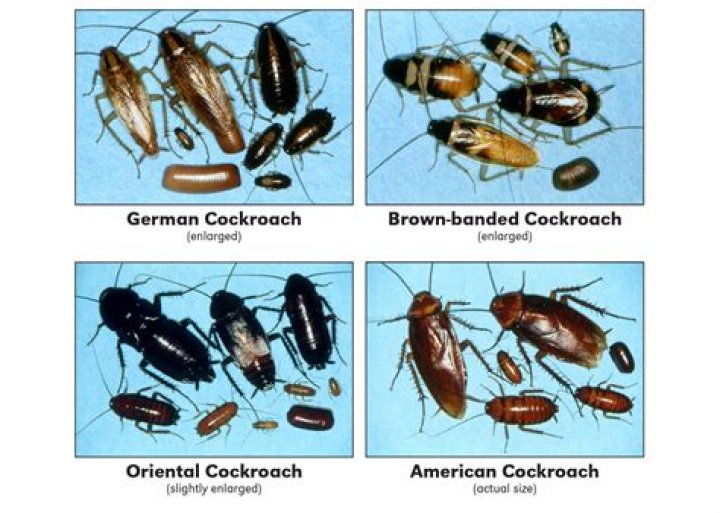 What is a nymph roach?