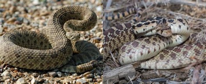 What is a rattlesnake length?