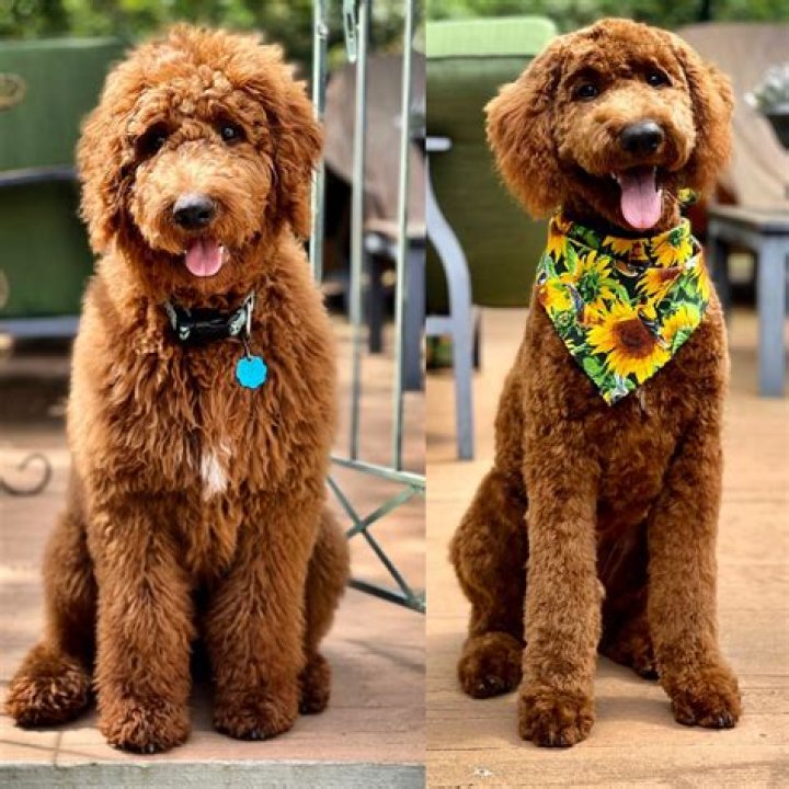 What is a red Goldendoodle?