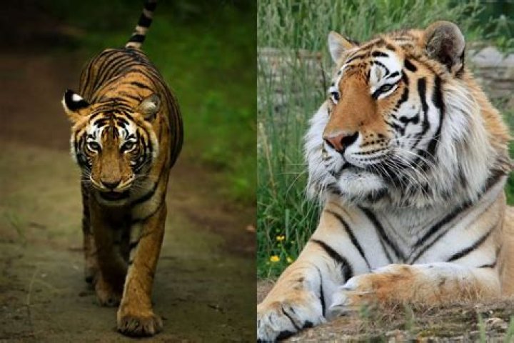 What is a tiger scared of?