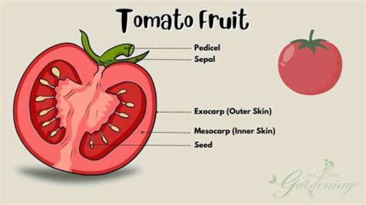 What is a tomato collar?