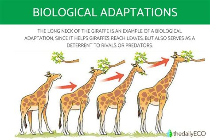 What is an example of a heritage?