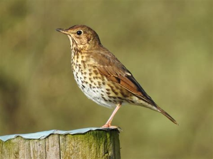 What is baby thrush?