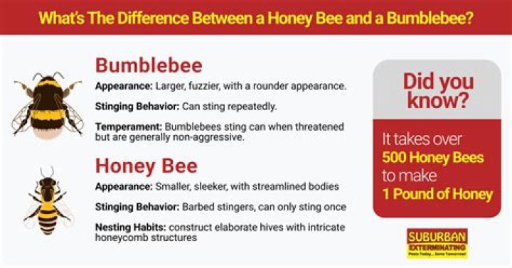 What is difference between Bee and B-BBEE?