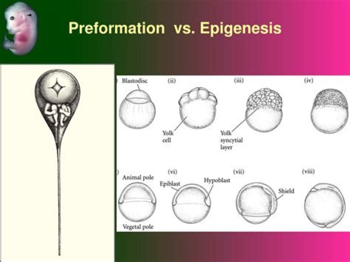 What is epigenesis and preformation?