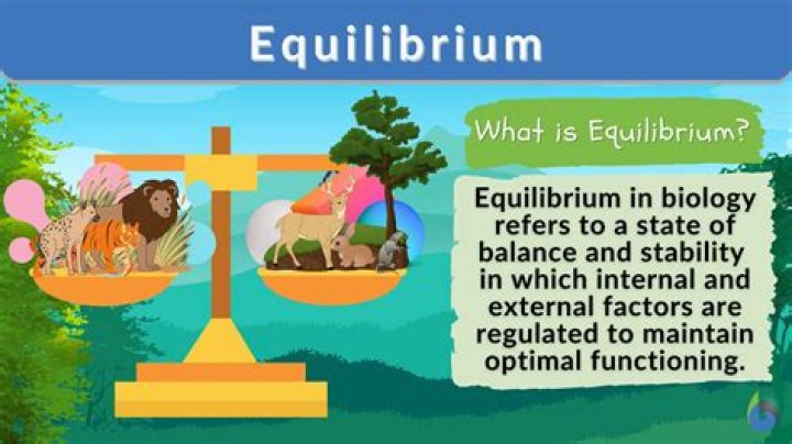 What is equilibrium and why is it important?