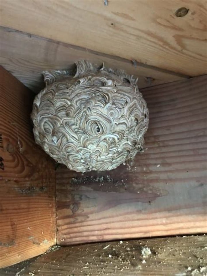 What is inside a yellow jacket nest?