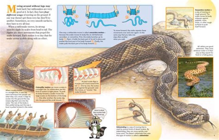 What is the 2 step snake?