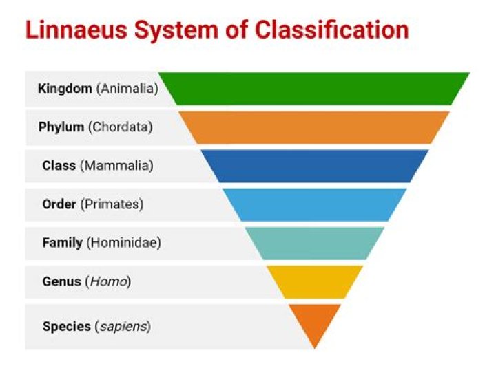 What is the classification of Gaddang?