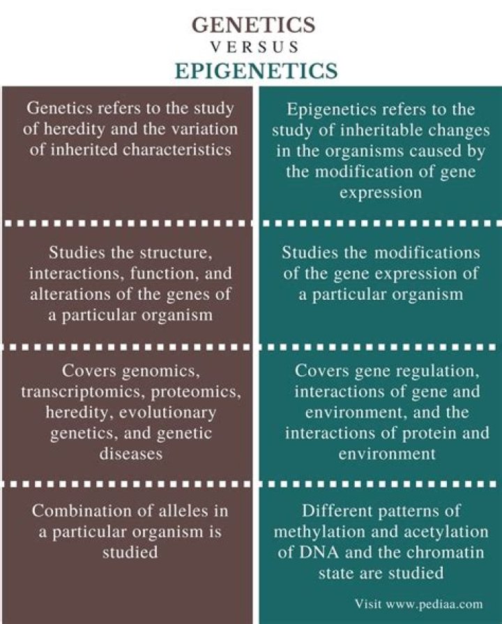What is the difference between genetics and epigenetics?
