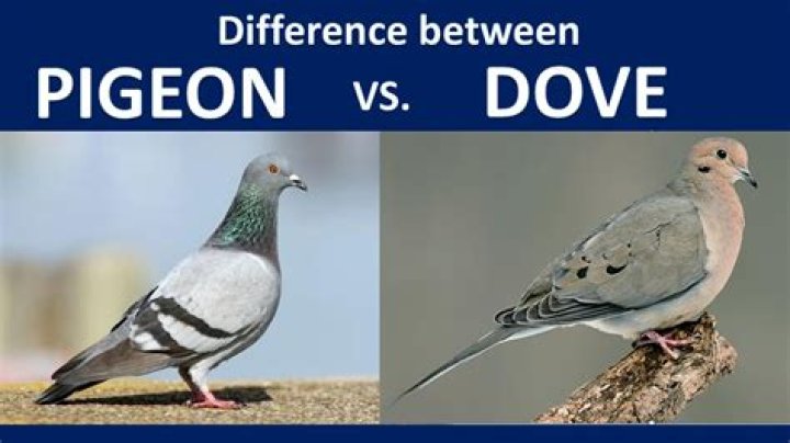 What is the difference between matches and find in Java?