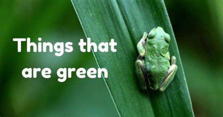 What is the green thing from Starbucks?