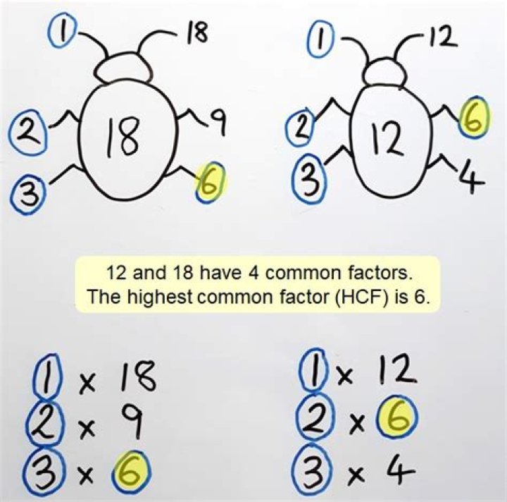 What is the highest factor of 51?