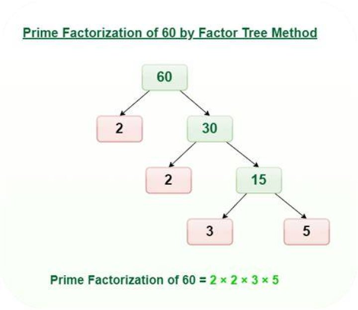 What is the prime factor tree of 62?