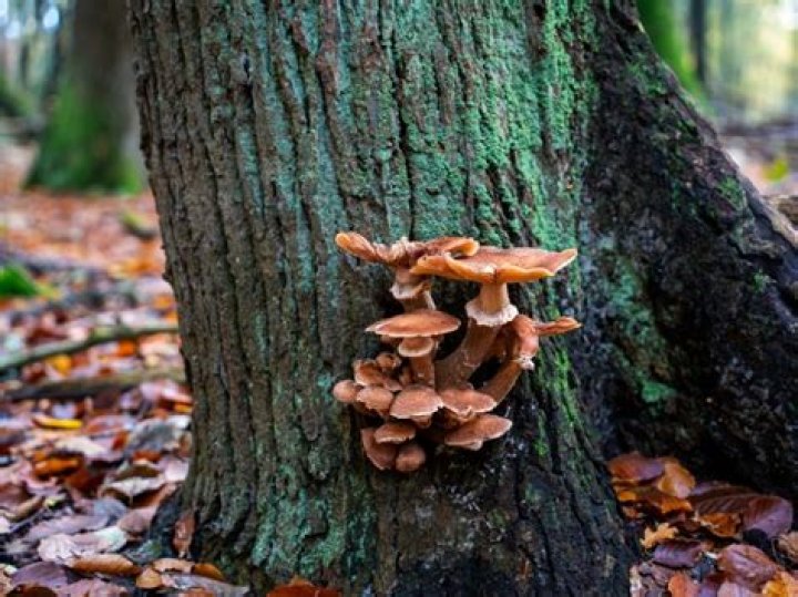 What is tree fungus?