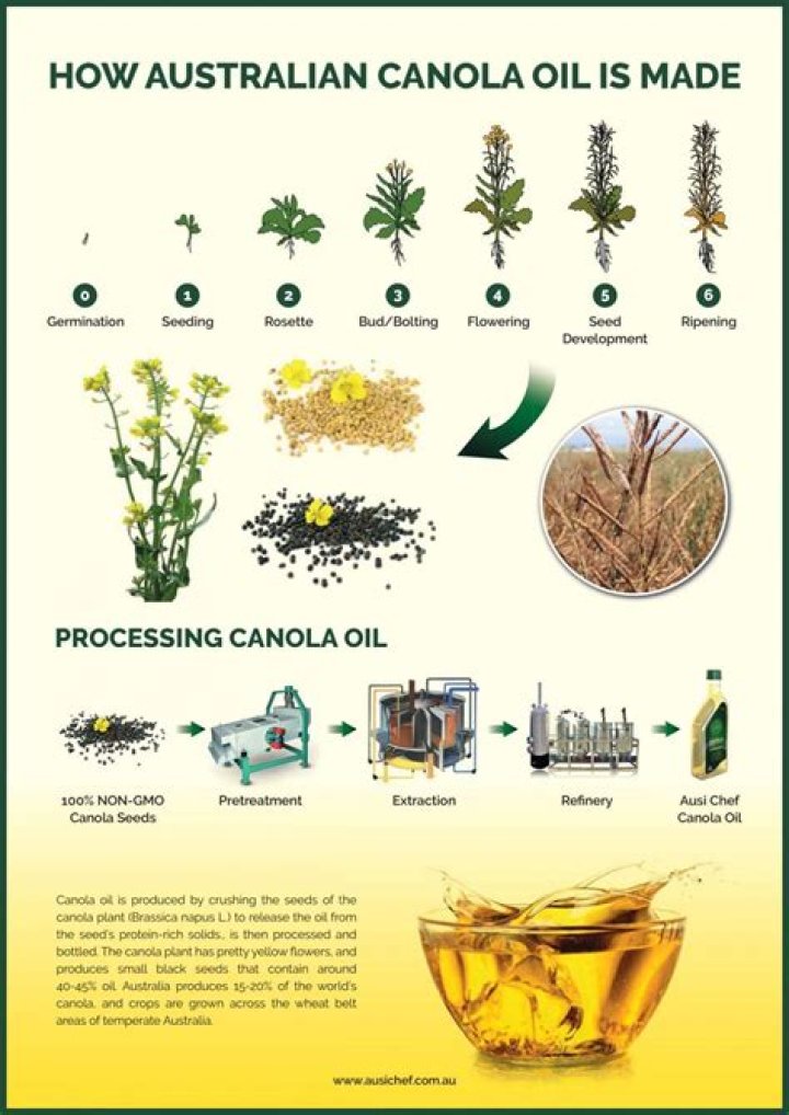 What is wrong with canola oil?