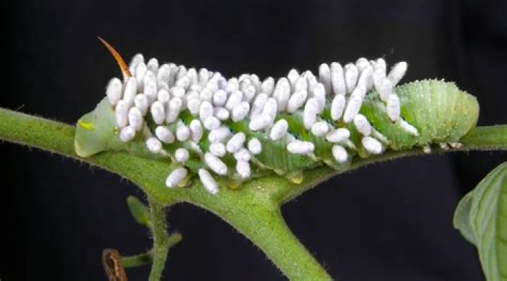 What lays the tomato hornworm eggs?