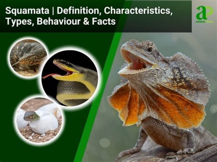 What makes a Squamata?
