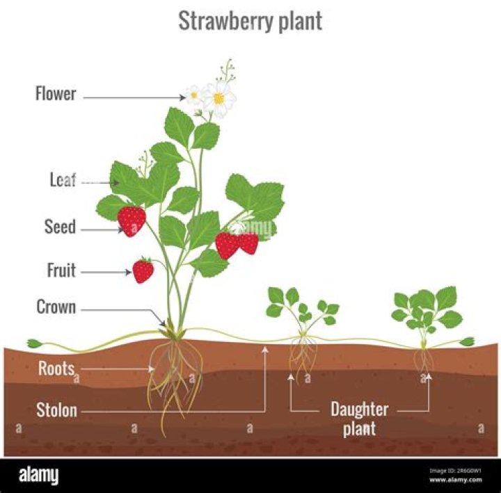 What market structure is strawberry?