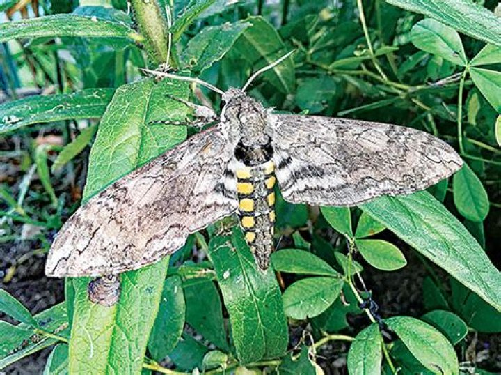 What moth lays tomato worms?