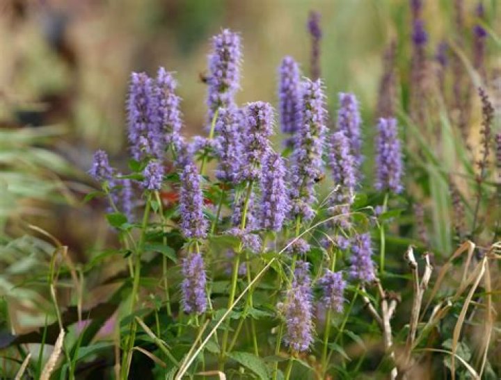 What plants thrive in Pennsylvania?